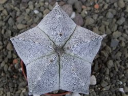 Astrophytum Onzuko, pot 5,5 cm