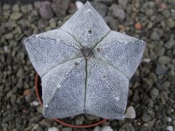 Astrophytum Onzuko, pot 5,5 cm - 12406782