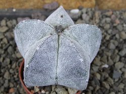 Astrophytum Onzuko, pot 5,5 cm - 12406783