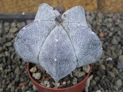 Astrophytum Onzuko, pot 5,5 cm - 12406784