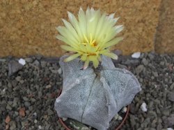 Astrophytum coahuilense pot 7 cm