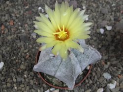 Astrophytum coahuilense pot 7 cm - 12406798