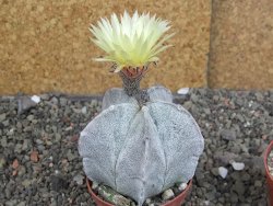 Astrophytum coahuilense pot 7 cm - 12406799