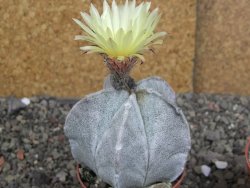 Astrophytum coahuilense pot 7 cm - 12406800