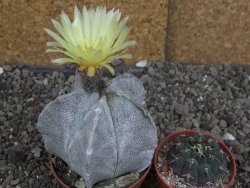Astrophytum coahuilense pot 7 cm - 12406801