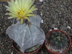 Astrophytum coahuilense pot 7 cm - 12406802