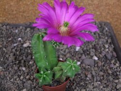 Echinocereus morricali, pot 5,5 cm - 12406787