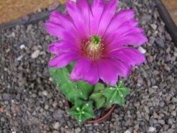 Echinocereus morricali, pot 5,5 cm - 12406793