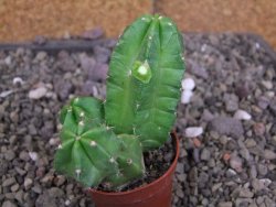 Echinocereus morricali, pot 5,5 cm - 12406795