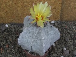 Astrophytum coahuilense pot 7 cm