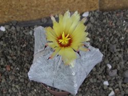 Astrophytum coahuilense pot 7 cm - 12406804
