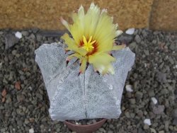 Astrophytum coahuilense pot 7 cm - 12406805