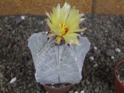 Astrophytum coahuilense pot 7 cm - 12406806