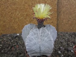 Astrophytum coahuilense pot 7 cm - 12406807