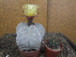 Astrophytum coahuilense pot 7 cm - 12406808
