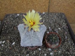 Astrophytum coahuilense pot 7 cm - 12406809