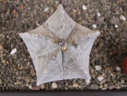 Astrophytum coahuilense pot 7 cm - 12406810
