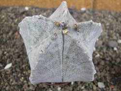 Astrophytum coahuilense pot 7 cm - 12406811