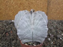 Astrophytum coahuilense pot 7 cm - 12406812