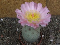 Tephrocactus geometricus pot 7 cm - 12406821