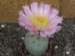 Tephrocactus geometricus pot 7 cm