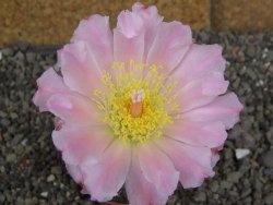 Tephrocactus geometricus pot 7 cm - 12406823