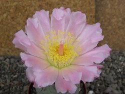 Tephrocactus geometricus pot 7 cm - 12406824