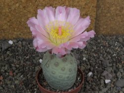 Tephrocactus geometricus pot 7 cm - 12406825
