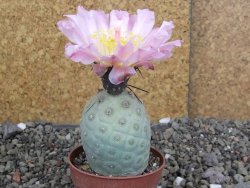 Tephrocactus geometricus pot 7 cm - 12406826