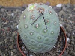 Tephrocactus geometricus pot 7 cm - 12406827