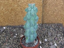 Myrtilocactus geometrizans Fukuriokuzinboku V 14 cm - 12406831
