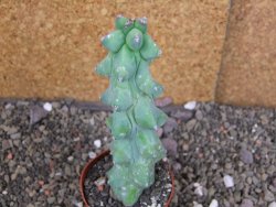 Myrtilocactus geometrizans Fukuriokuzinboku V 13 cm - 12406838