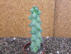 Myrtilocactus geometrizans Fukuriokuzinboku V 13 cm - 12406839