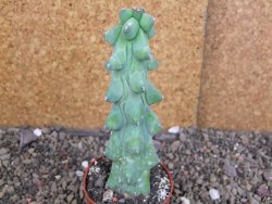 Myrtilocactus geometrizans Fukuriokuzinboku V 13 cm - 12406840