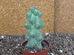 Myrtilocactus geometrizans Fukuriokuzinboku V 9 cm