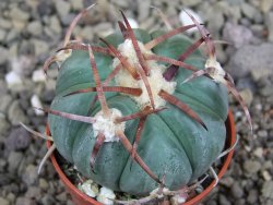Echinocactus horizonthalonius Jacales, pot 5,5 cm - 12406841