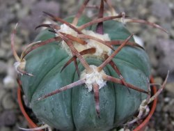 Echinocactus horizonthalonius Jacales, pot 5,5 cm - 12406842