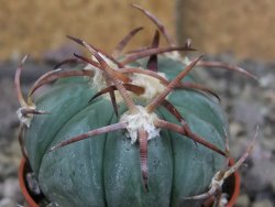 Echinocactus horizonthalonius Jacales, pot 5,5 cm - 12406843