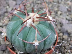 Echinocactus horizonthalonius Jacales, pot 5,5 cm - 12406844