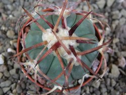 Echinocactus horizonthalonius Jacales, pot 5,5 cm - 12406846