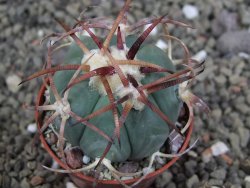 Echinocactus horizonthalonius Jacales, pot 5,5 cm - 12406848