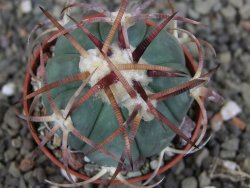 Echinocactus horizonthalonius Jacales, pot 5,5 cm - 12406849