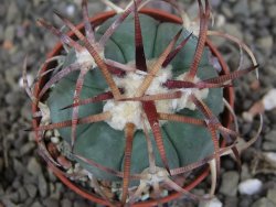 Echinocactus horizonthalonius Jacales, pot 5,5 cm - 12406850