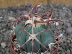 Echinocactus horizonthalonius Jacales, pot 5,5 cm - 12406851