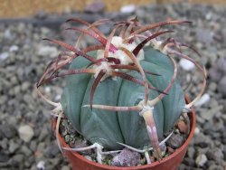 Echinocactus horizonthalonius Jacales, pot 5,5 cm - 12406852