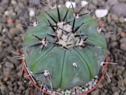Echinocactus horizonthalonius subikii Ejido Soledad, pot 5,5 cm (šubikii) - 12406854