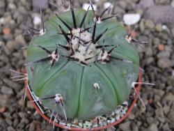 Echinocactus horizonthalonius subikii Ejido Soledad, pot 5,5 cm (šubikii) - 12406855