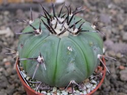 Echinocactus horizonthalonius subikii Ejido Soledad, pot 5,5 cm (šubikii) - 12406856