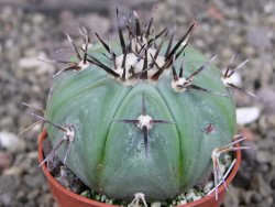 Echinocactus horizonthalonius subikii Ejido Soledad, pot 5,5 cm (šubikii) - 12406857