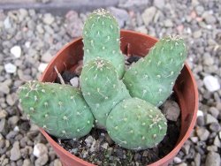 Tephrocactus subteraneus Quiaca, pot 7 cm